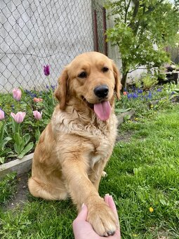 Zlatý retriever šteniatka - 8