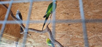 andulka, korela papagaj nadherny - 8