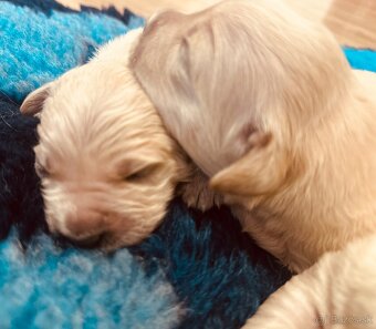 Zlaty retriever Golden retriever šteniatka s pp - 8