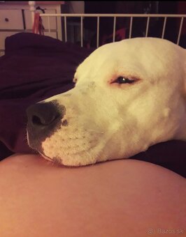 Argentínska doga sučka s PP - 8