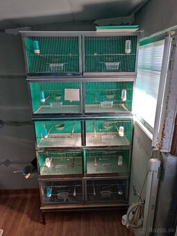 Kanáriky a klietky - 8