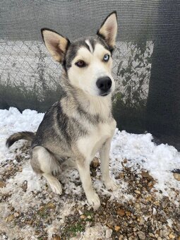 Roztomilé šteniatko hľadá milujúci domov 🐾❤️ - 8