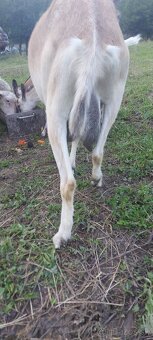 Dojna koza Tereza - 8