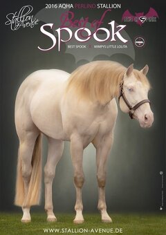 Buckskin klisna American Quarter Horse, Euro Futurity - 8