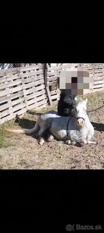 Pony kobylka - žrebná - 8