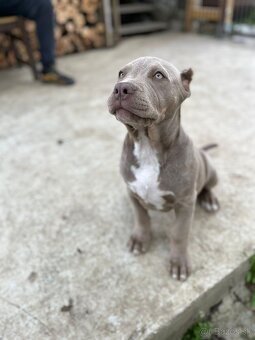 American bully XL - 8