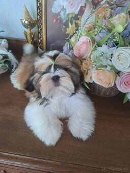 Shih-tzu s PP / shi tzu / shi-tzu - 8
