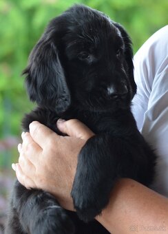 Flat Coated Retriever - štěniatka s PP - 8
