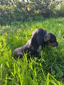 Krátkosrstý trpasličí jazvečík (Merle) - 8