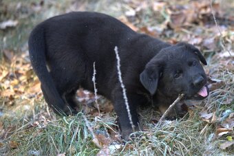 Nemecký ovčiak psík s PP - 8