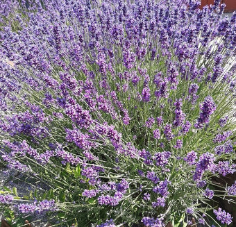 Levandula lekárska-ružová,fialová,biela - 8