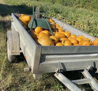 Bio tekvicové jadierka ručne vyberané - 8