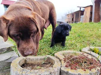 Šteniatka Labradora - 8