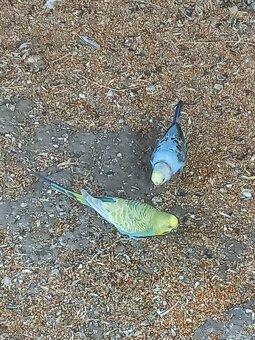 Andulka - Papagájec vlnkovaný - 8