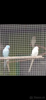 Alexander Malý, - 8