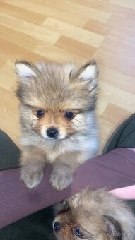 Pomeranian mini - 8