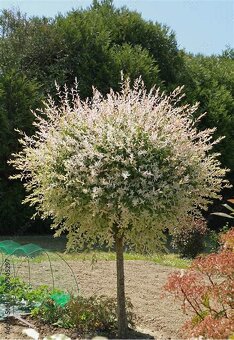 𝗧𝗢𝗣❗Japonska vrba,strom, ktory meni farbu,Salix Integra❗ - 8