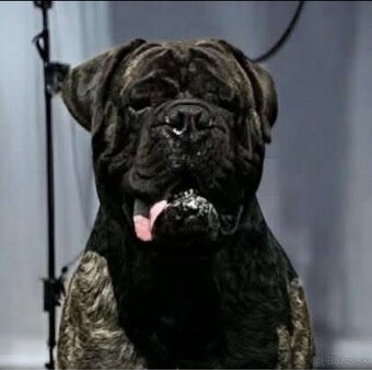 Šteniatka Bullmastiff - 8