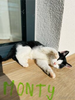 Ďarujem mačiatka - 8