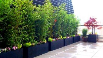 1-4 metrové žlté a zelené bambusy. - 8