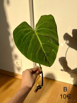 Philodendron Gloriosum odrezky - 8