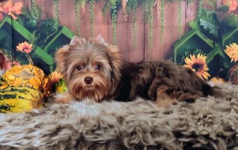Yorkshire terrier - 8