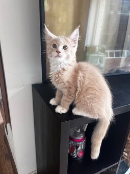 mačiatko s PP mainska myvalia/ maine coon - 8