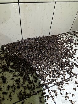 DERATIZÁCIA, DEZINFEKCIA, DEZINSEKCIA - 8