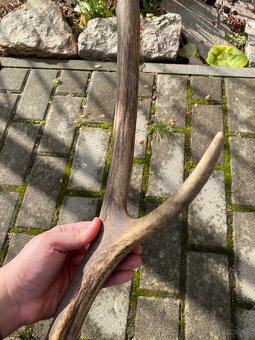 Jelenie zhody/parohy 55cm - 8