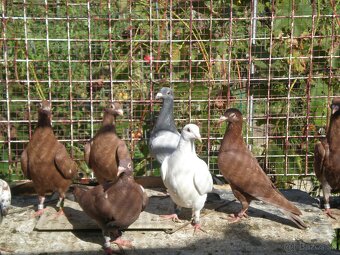 Predám poštové holuby Meulemans - 8