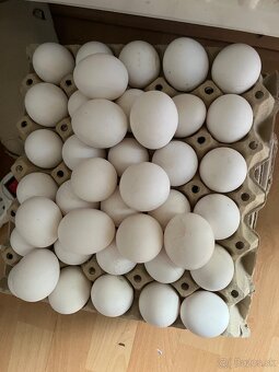 Leghorn-násadbové vajíčka - 8