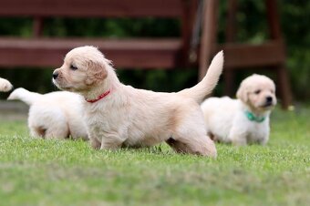 Zlatý retriever/ Golden retriever - 8