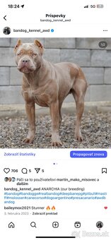 Bandog, Molos, Mastif - 8