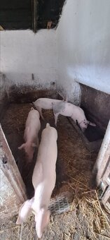 10 tyždňové odstavčata - 8