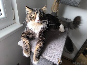 Ponukam na krytie kocura- Maine coon - 8