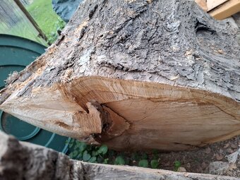 ČEREŠNOVÉ DREVO,NAREZANE NA PLATY KUS/30 EUR - 8