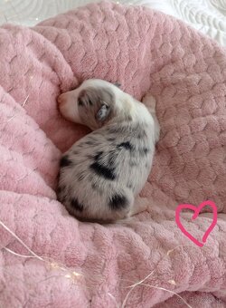 Border kólia s PP - 8