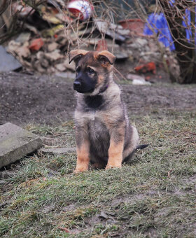 Nemecký ovčiak s PP - 8