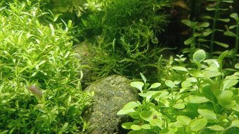 Low Tech akvárium s krevetkami - 8