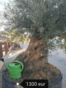 Olivovnik bonsai - 8