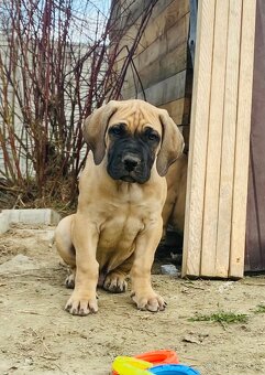 Boerboel štěně FCI pp - 8