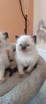 Ragdoll mačiatka, mačka - 8