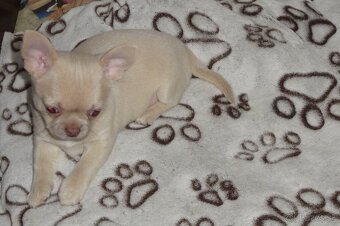 civava krátkosrstá,dlhosrstá. - 8