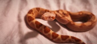 Velhad kralovsky sunglow - 8