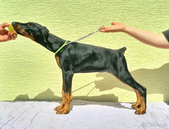 KUPIROVANÉ ŠTENIATKA DOBERMANA S PP FCI - 8