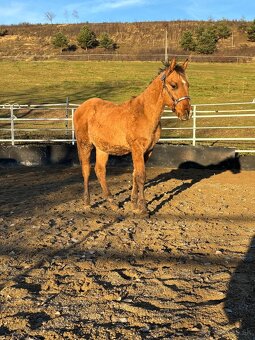 APH Žrebček DUN - 8