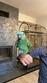 Amazoňan modročelý - 8