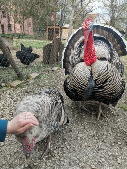 Morka NARAGANSET - 8