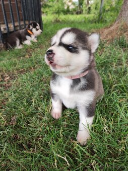 Sibirsky Husky - 8