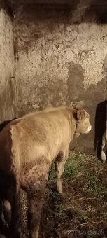 Predám jalovicu a býka - 8